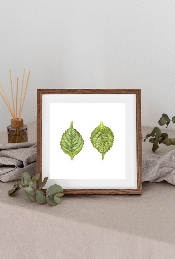 Green leaves of Hydrangea