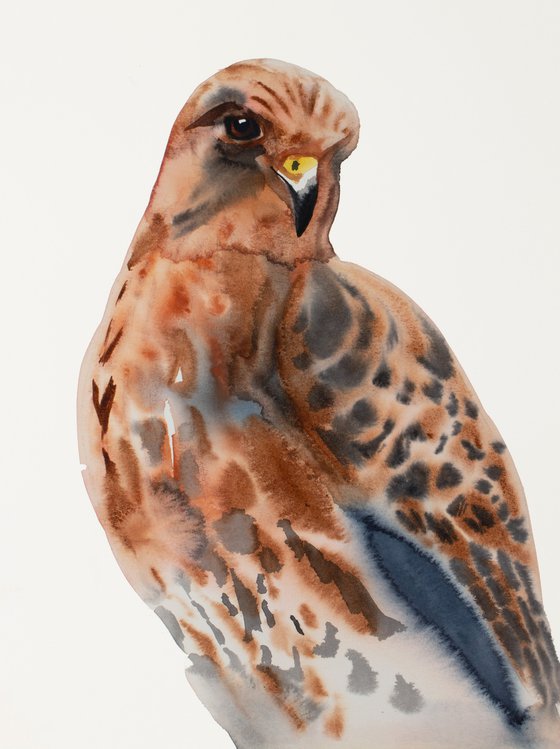 Red-Tailed Hawk