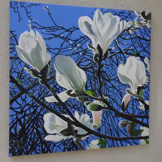 Magnolia Flowers And Blue Sky