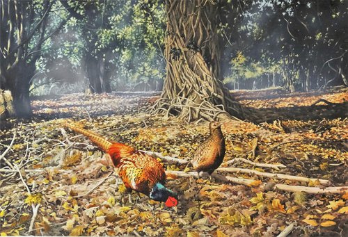 Woodland Pheasants by Julian Wheat