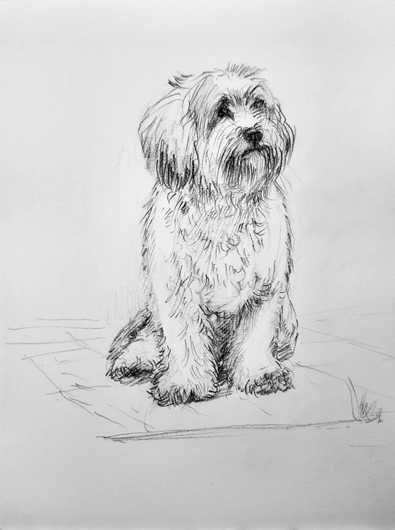 Shih Tzu dog