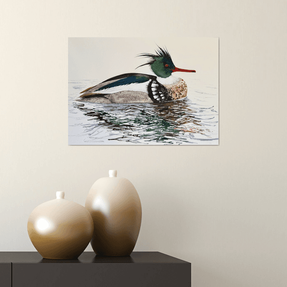 Red-breasted Merganser Male
