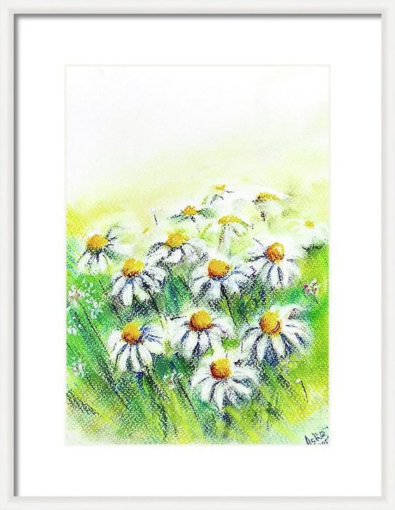 Daisies in the fields