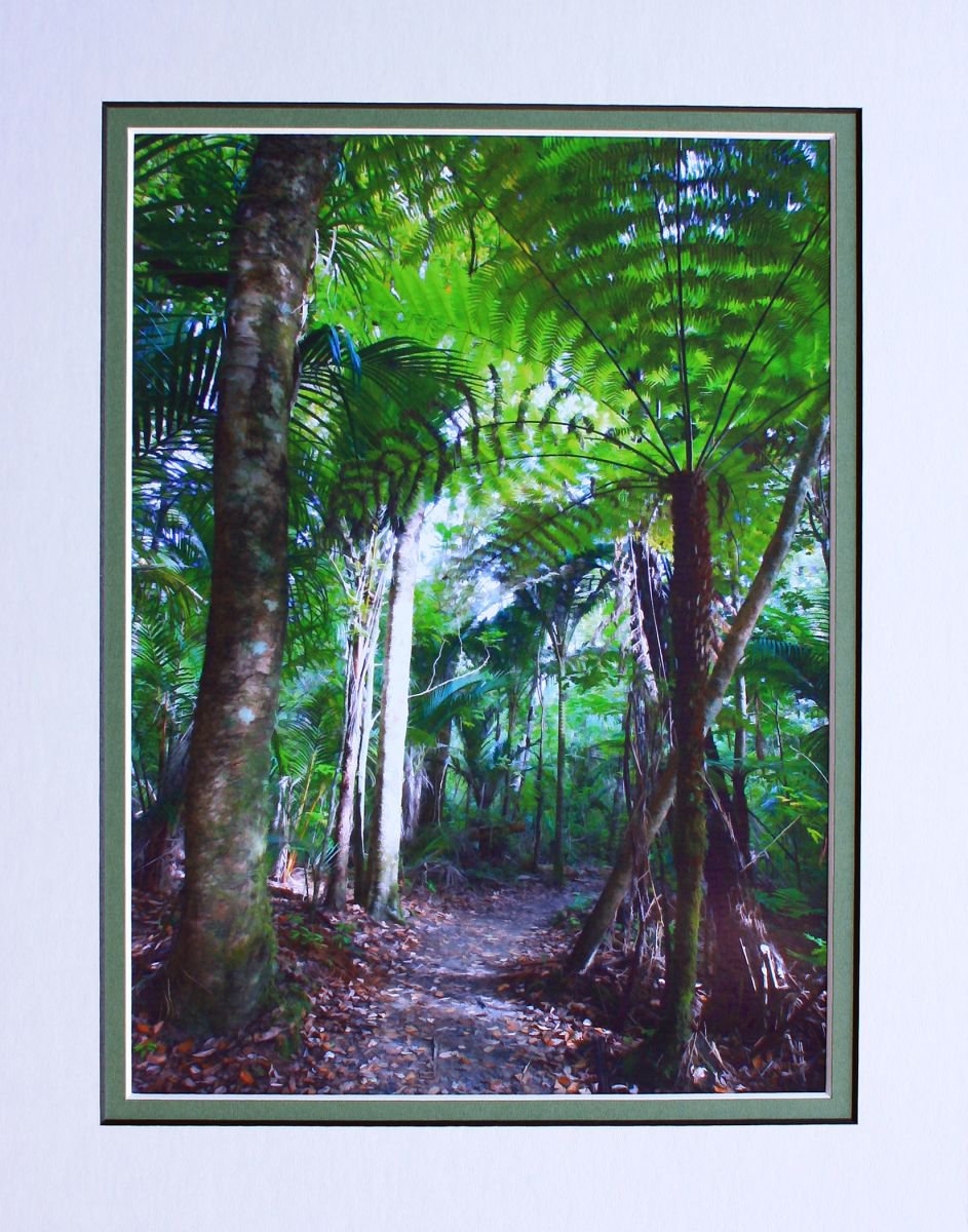 Path through the rainforest by Robin Clarke