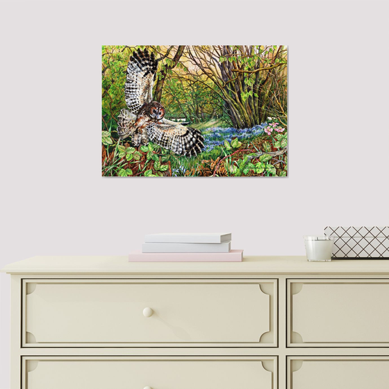 Tawny Owl and Bluebell Wood