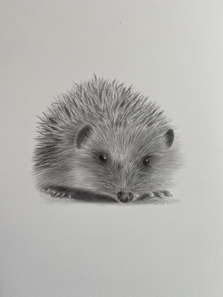 Hedgehog by Maxine Taylor