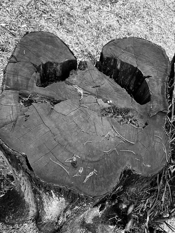 NT#183 nature #6