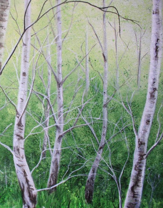 Tranquility - silver birch trees