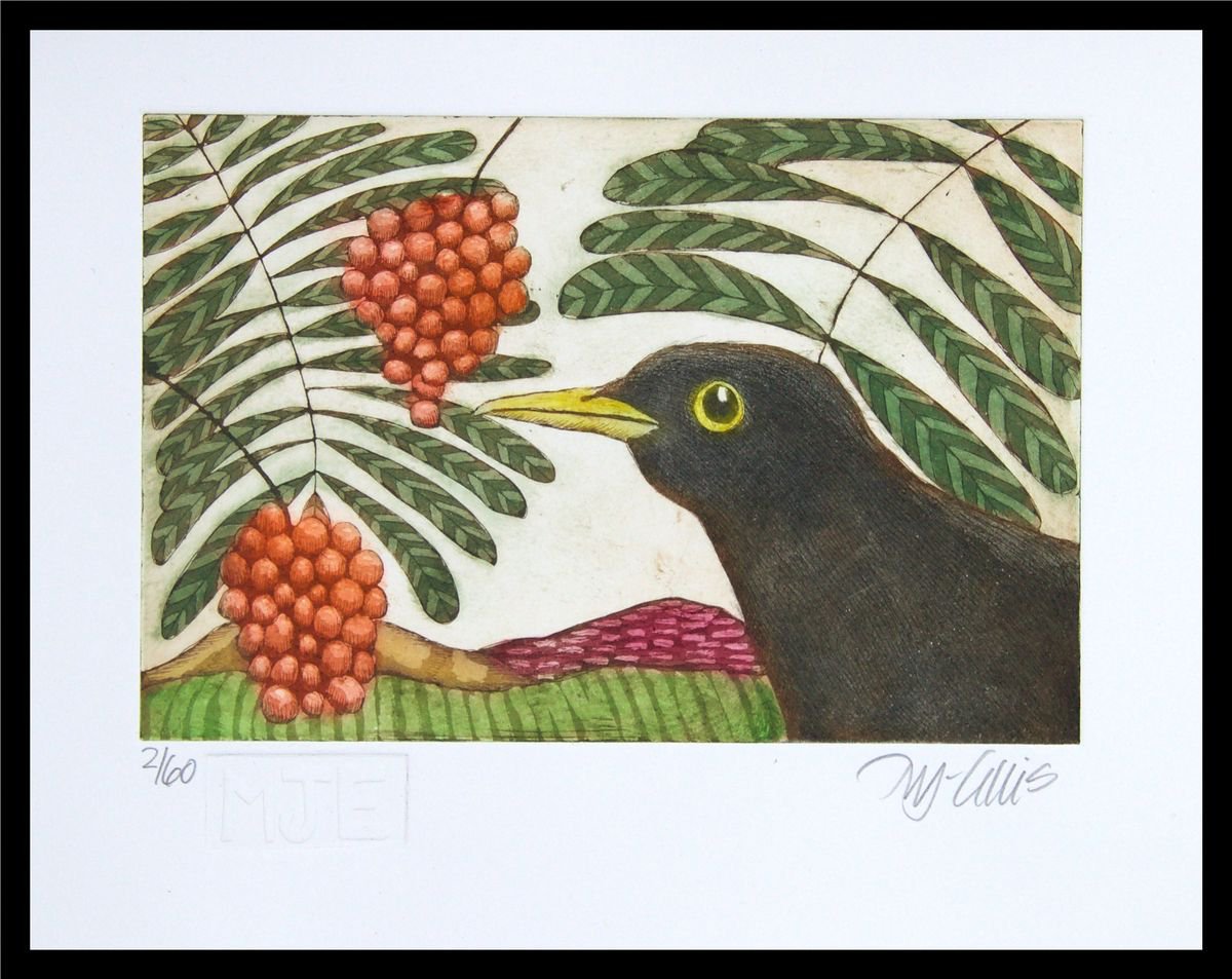 Blackbird delight, aquatint etching by Mariann Johansen-Ellis