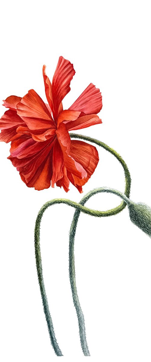 Red Poppy Study ІІ by Yuliia Prokopchuk