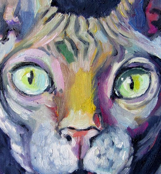 Sphynx cat