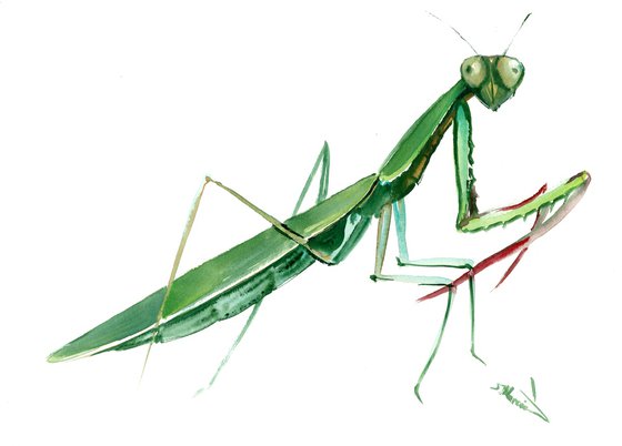 Praying Mantis