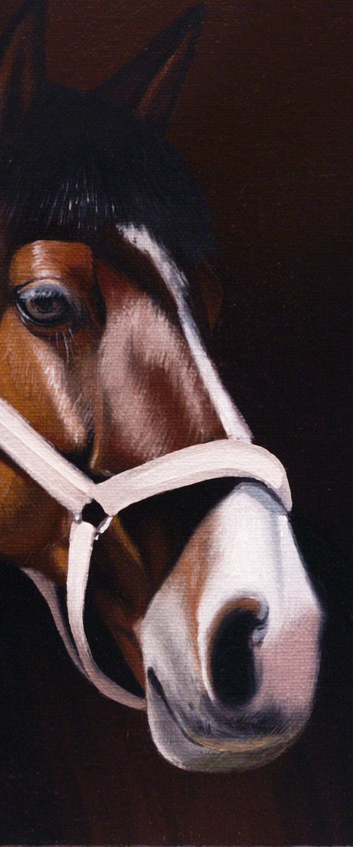 Horse Portrait 107 by Anastasia Parfilo