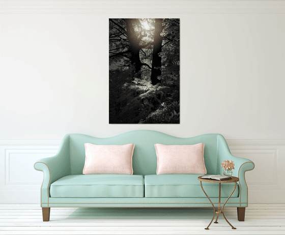 Forest Light