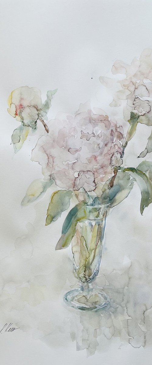 Peonies 50x65 cm 2025 by Elena Klyan