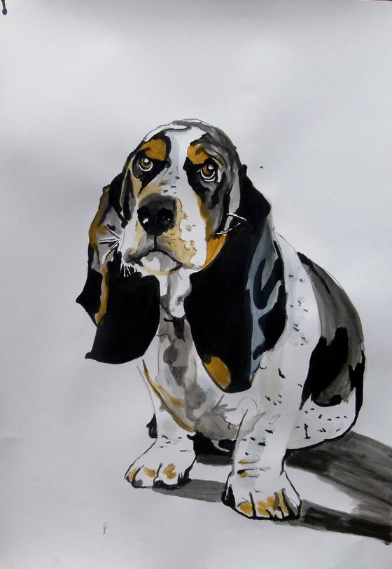 Basset hound