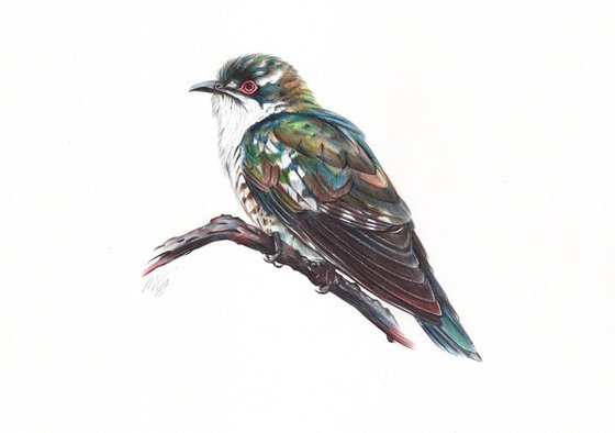 Birds Collection VI