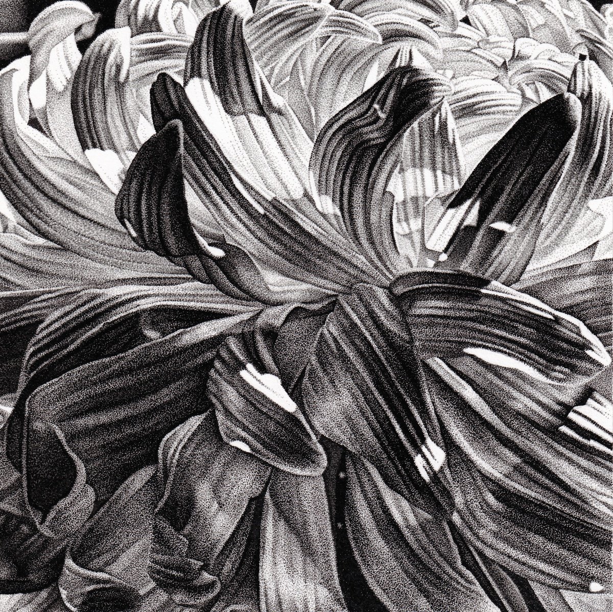 Chrysanthemum Petals by Louis Savage