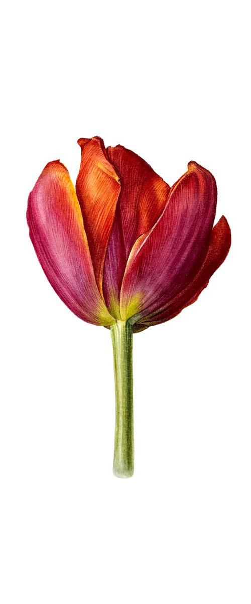Red Tulip Study II by Yuliia Prokopchuk