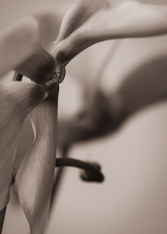 Cyclamen IV
