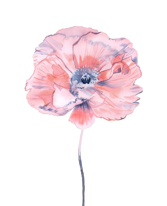 Poppy No. 7