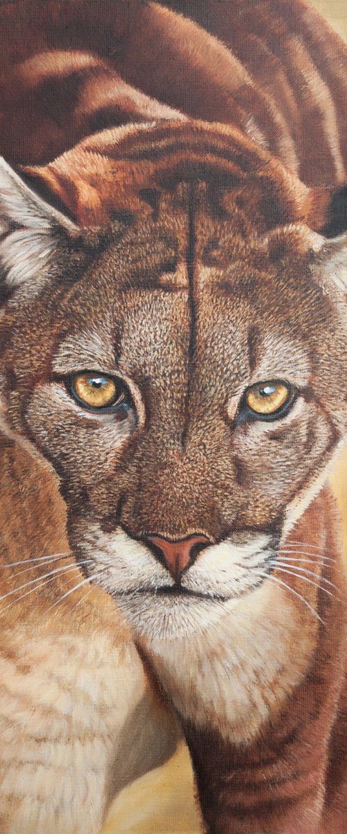 Puma walking by Norma Beatriz Zaro