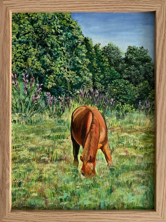Horse in the field.