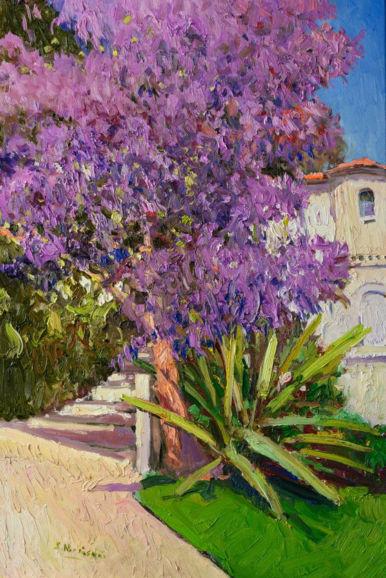 Jacaranda Tree