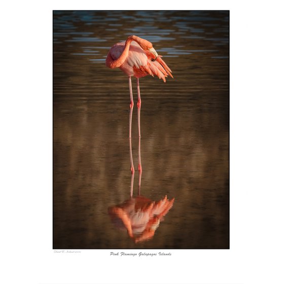 Pink Flamingo Galapagos Islands