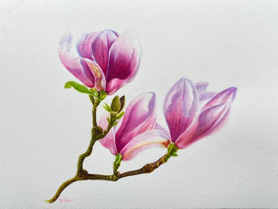 Magnolia (iii)