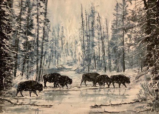Buffalo in a yellowstone winter