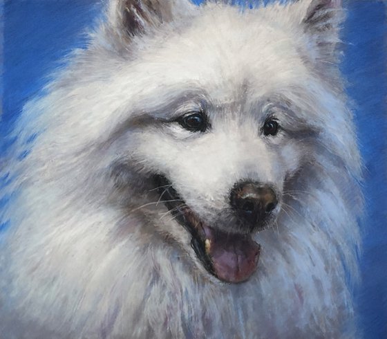 Samoyed Dog Portrait