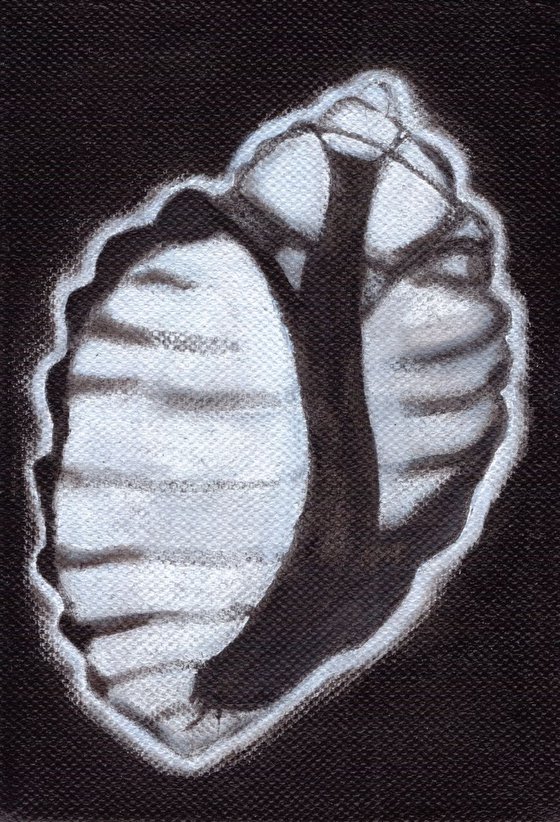 X Ray Shell (Canvas)