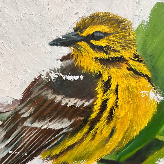 Prairie Warbler