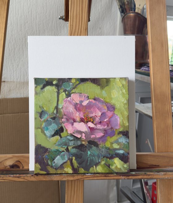 One pink rose