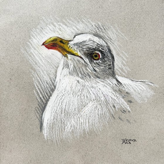 Portrait of a seagull.