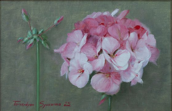 Geranium