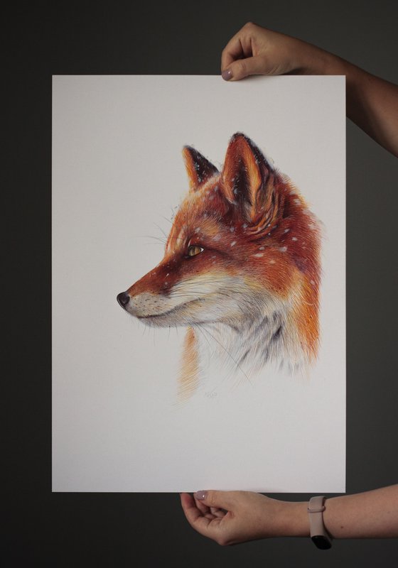 Red Fox