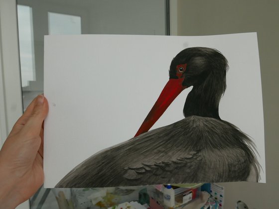 Black stork portrait