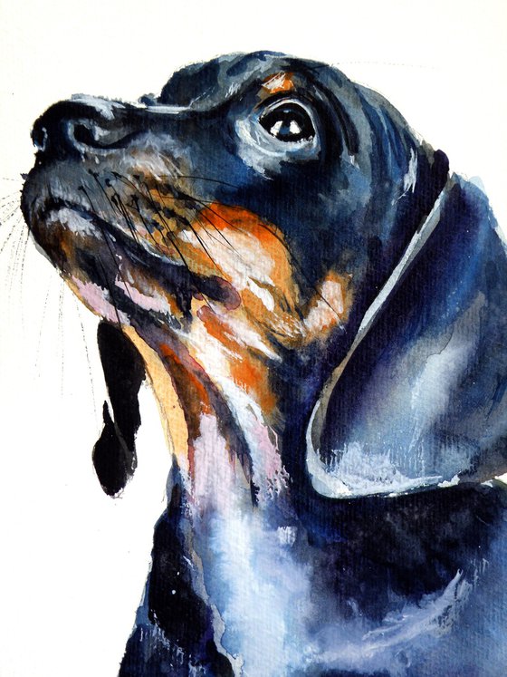 Dachshund puppy