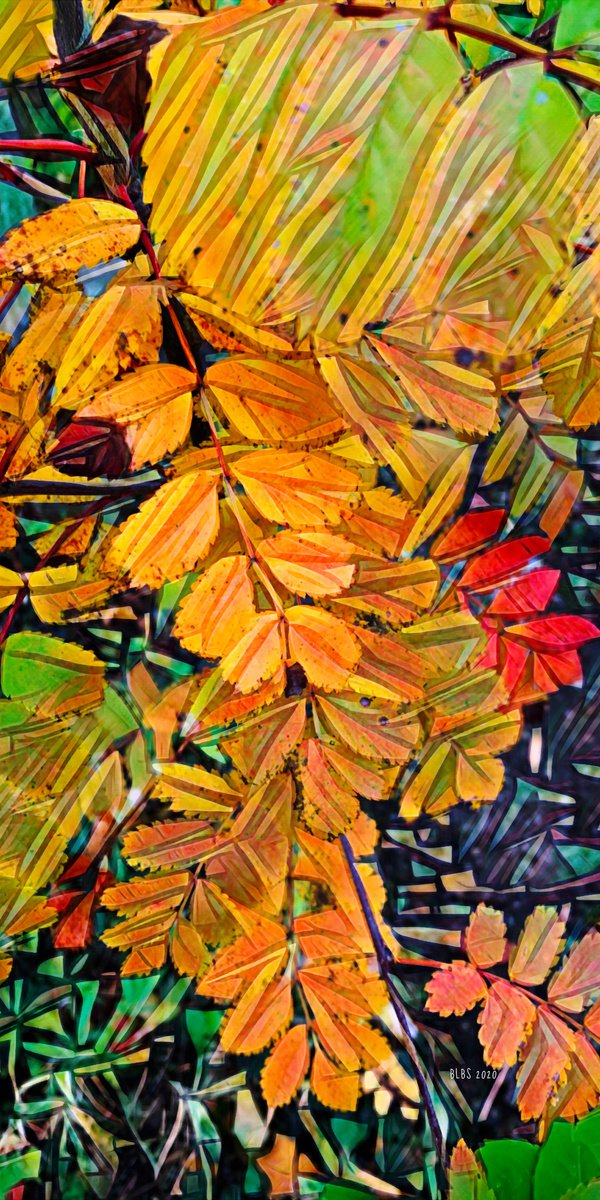 Shades of Fall by Barbara Storey