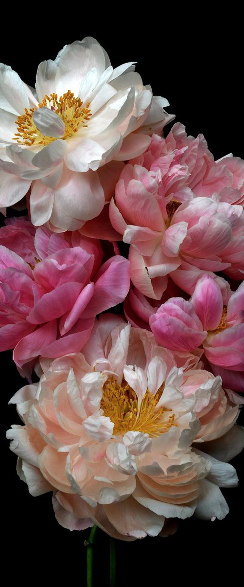 Peony Posy by Nadia Culph