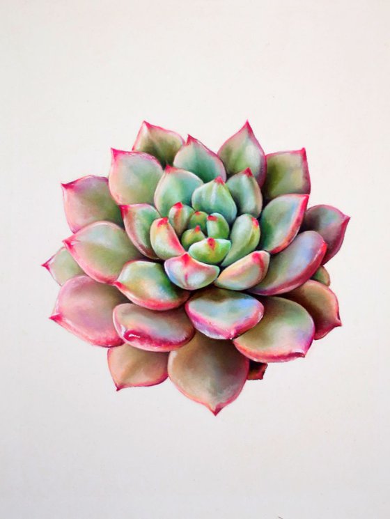 Pastel succulent