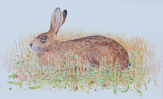 Brown hare and scarlet pimpernel