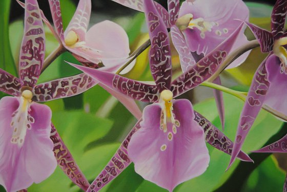 Orchids