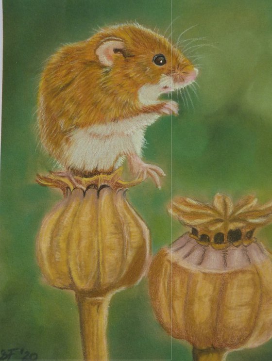 Harvest Mouse - original pastel painting