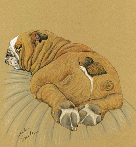 English Bulldog Pet Dog Art Original Drawing-Carla Smale