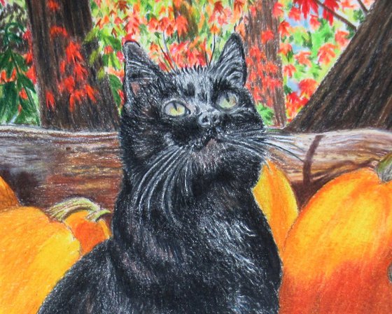 Binx's Autumn