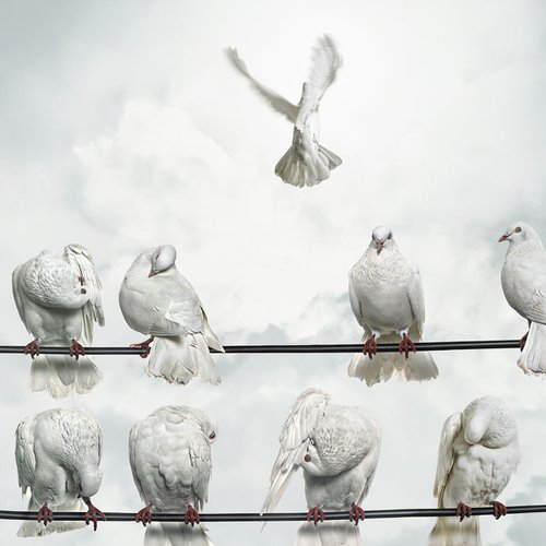 On wings of doves by Gandee Vasan