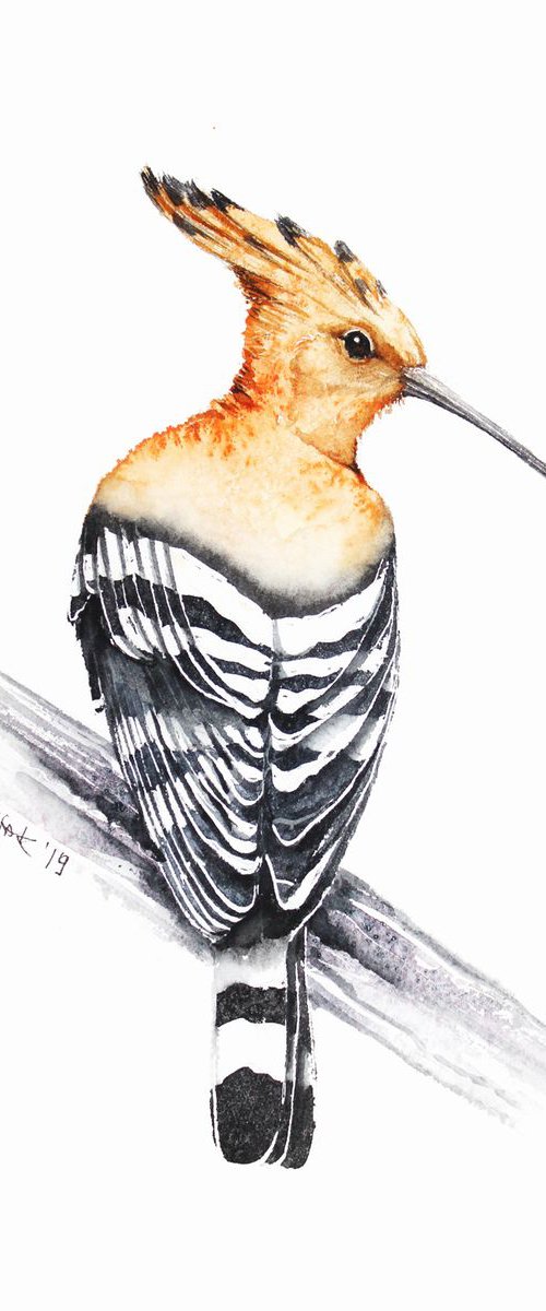 Hoopoe portrait,  birds, wildlife watercolours by Karolina Kijak